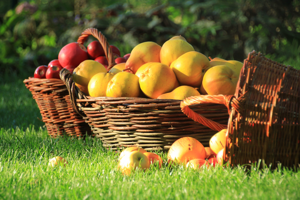 Natur im Garten Vortrag